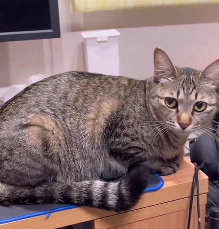 出所：@kagisuzu0531