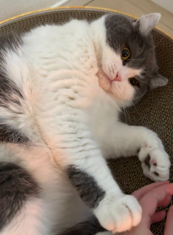 出所：@brimochi222