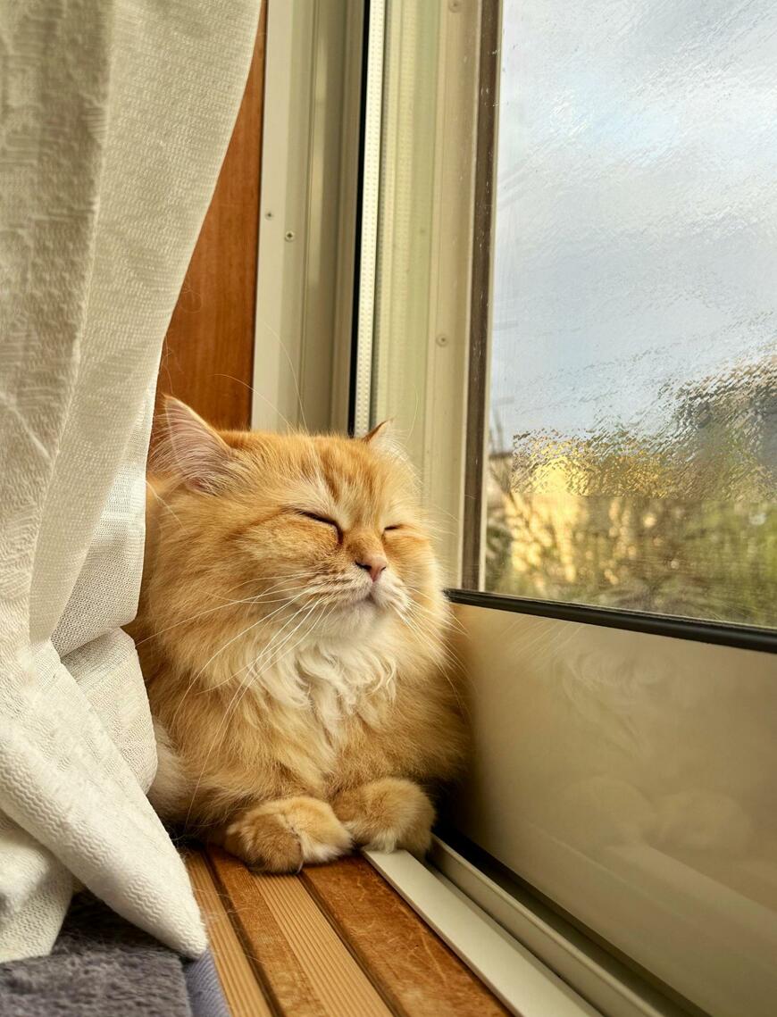 出所：@NEKOLAND13