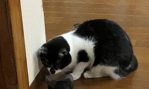 出所：@00shitemita