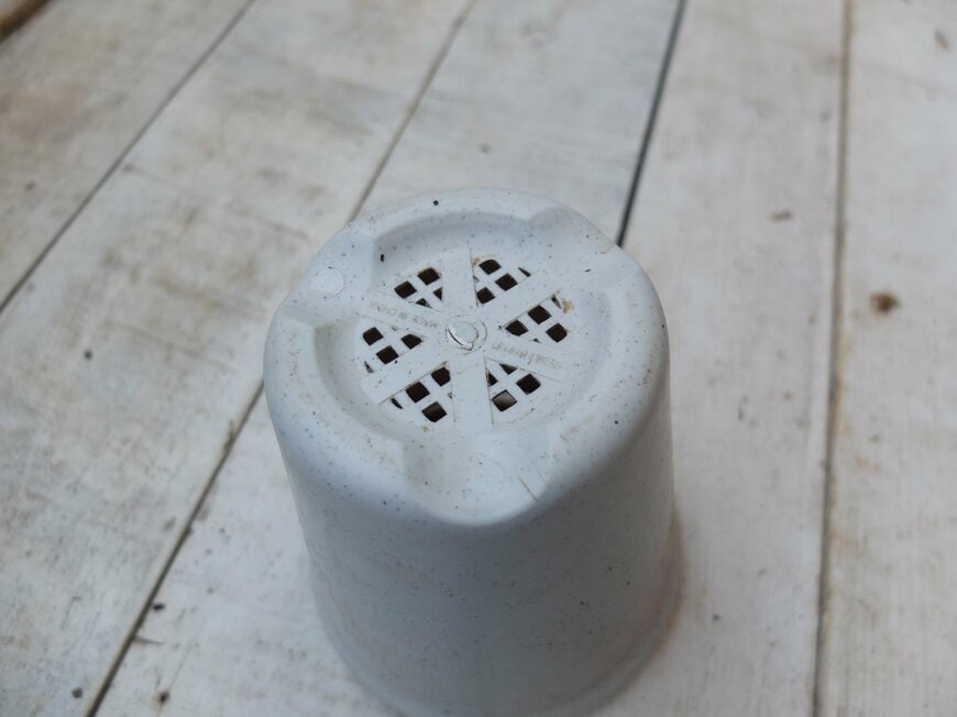 筆者撮影／ダイソー、植木鉢（円形）4号、12cm