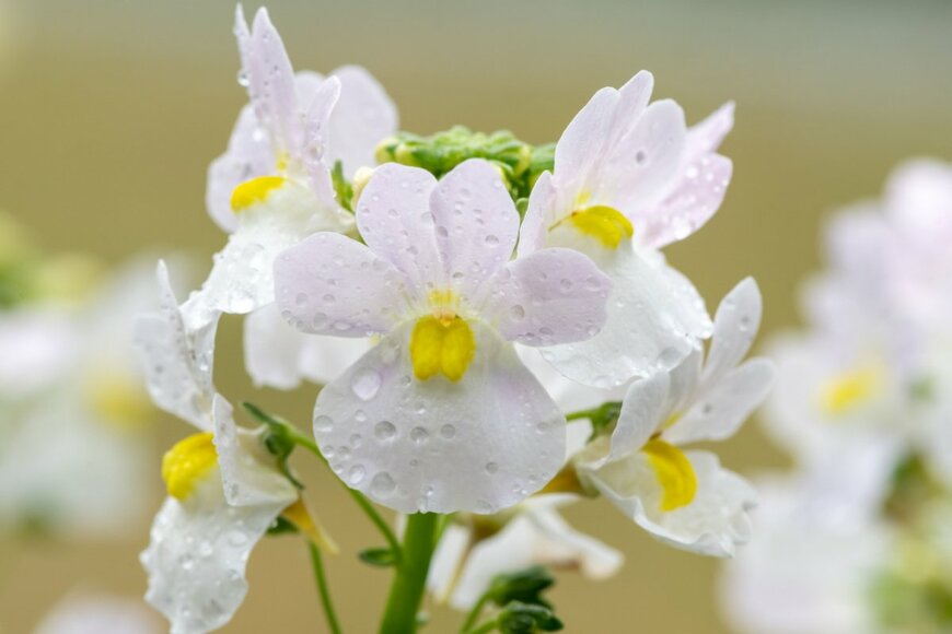 【真冬の寄せ植えガーデニング】メインの花を引き立てる＜寄せ植えの名脇役＞おすすめのサブ植物7選