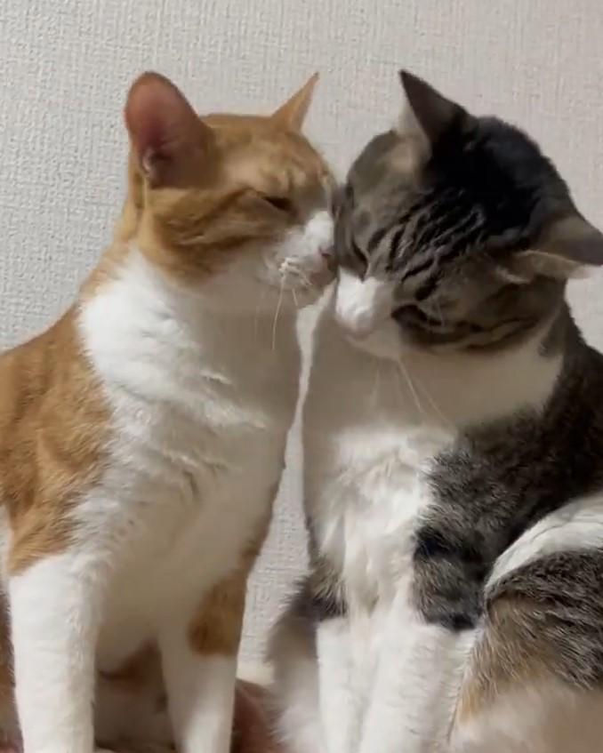 出所：@Neko2Obasan