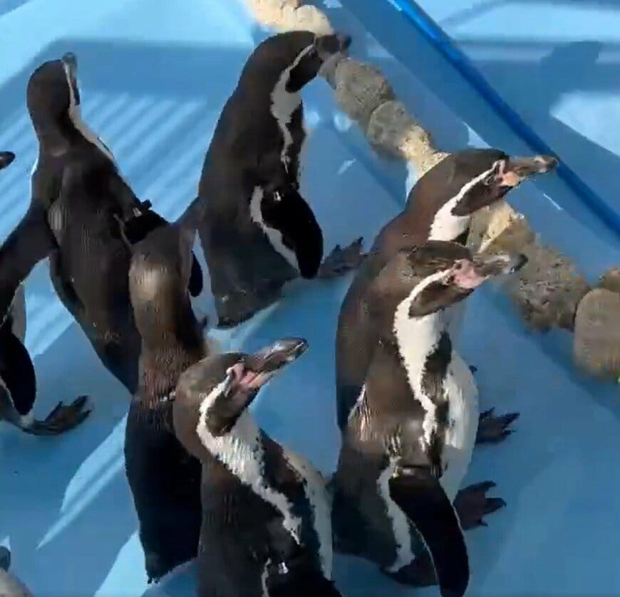【神戸市立王子動物園】「これは何かの競技ですか？」フンボルトペンギンが滑り台で大コケ！（兵庫県）