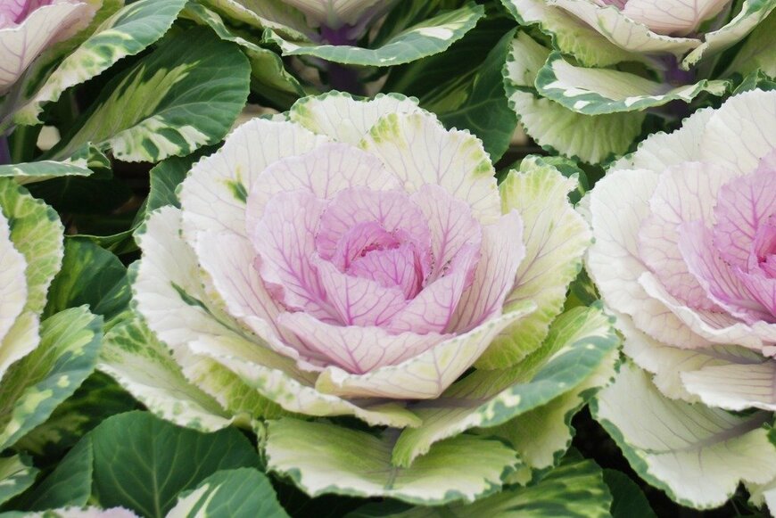 Pinrath Phanpradith/istockphoto.com