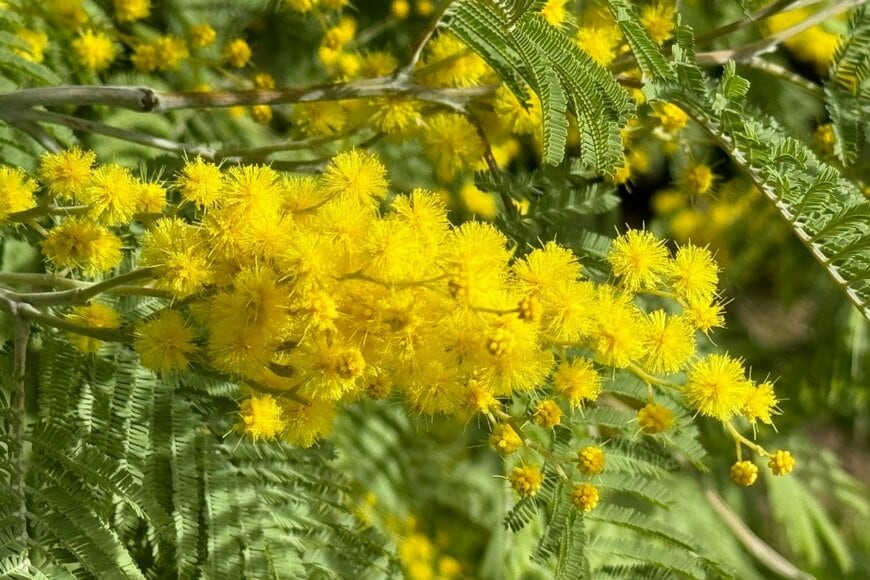 黄色い花を咲かせているミモザ