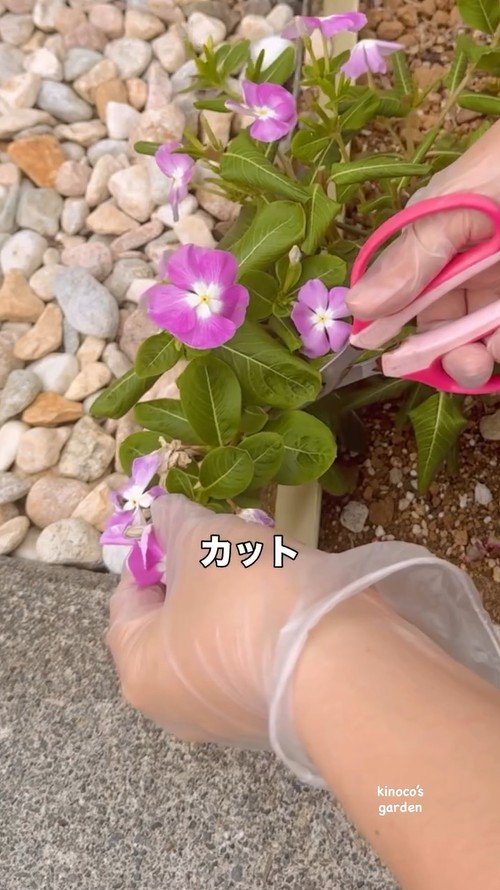 ニチニチソウをカット