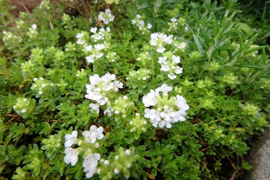 白い花を咲かせている、クリーピングタイム
