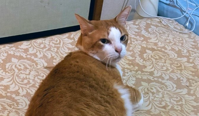 投稿の画像