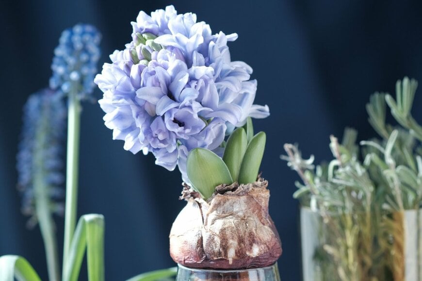水耕栽培のヒアシンス