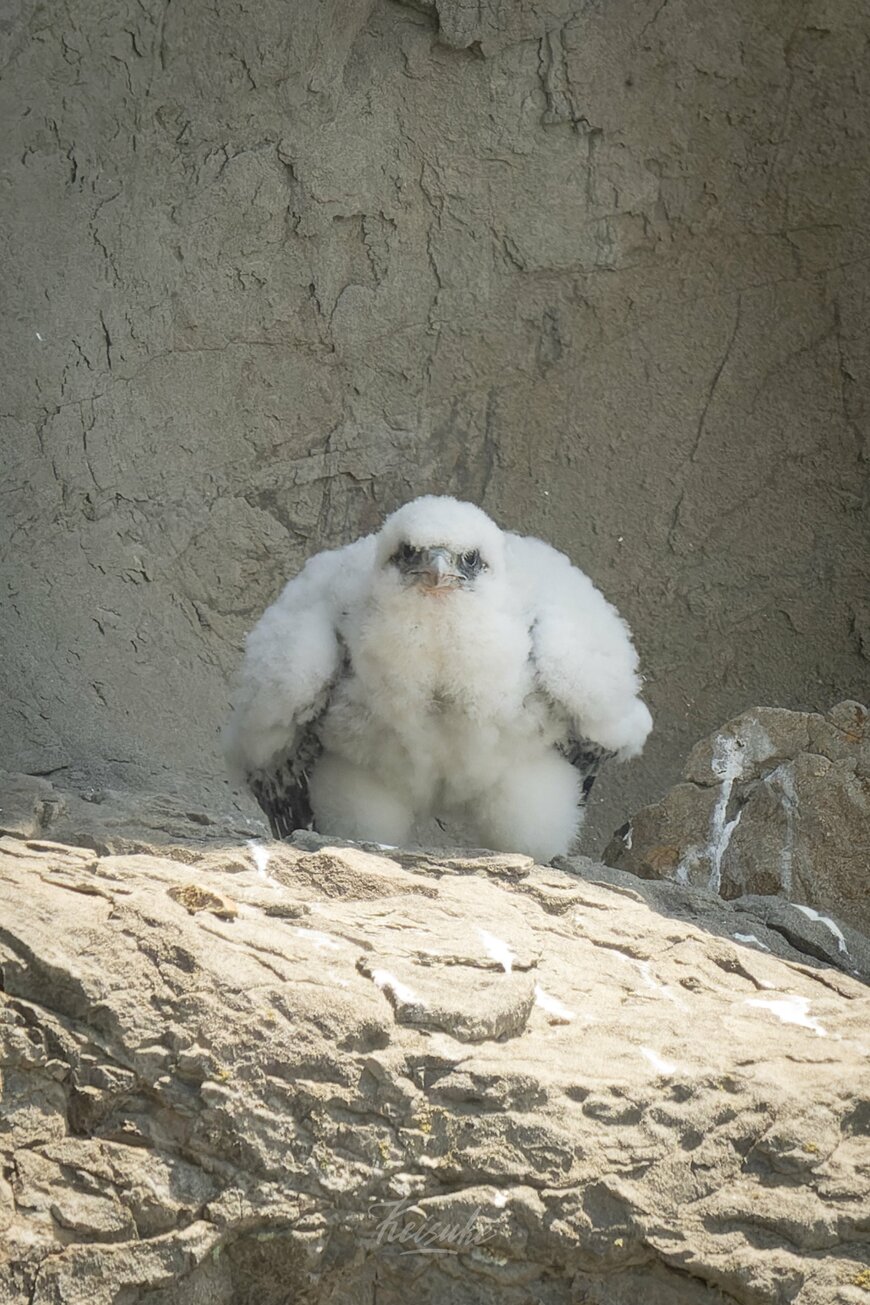 真正面から見たハヤブサの雛