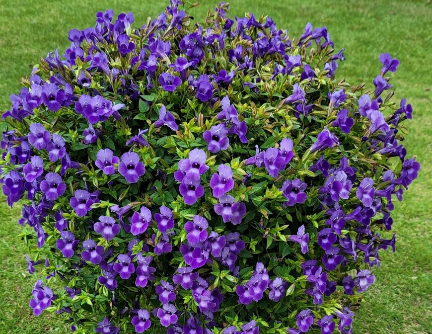 スーパートレニアカタリーナ筆者撮影写真