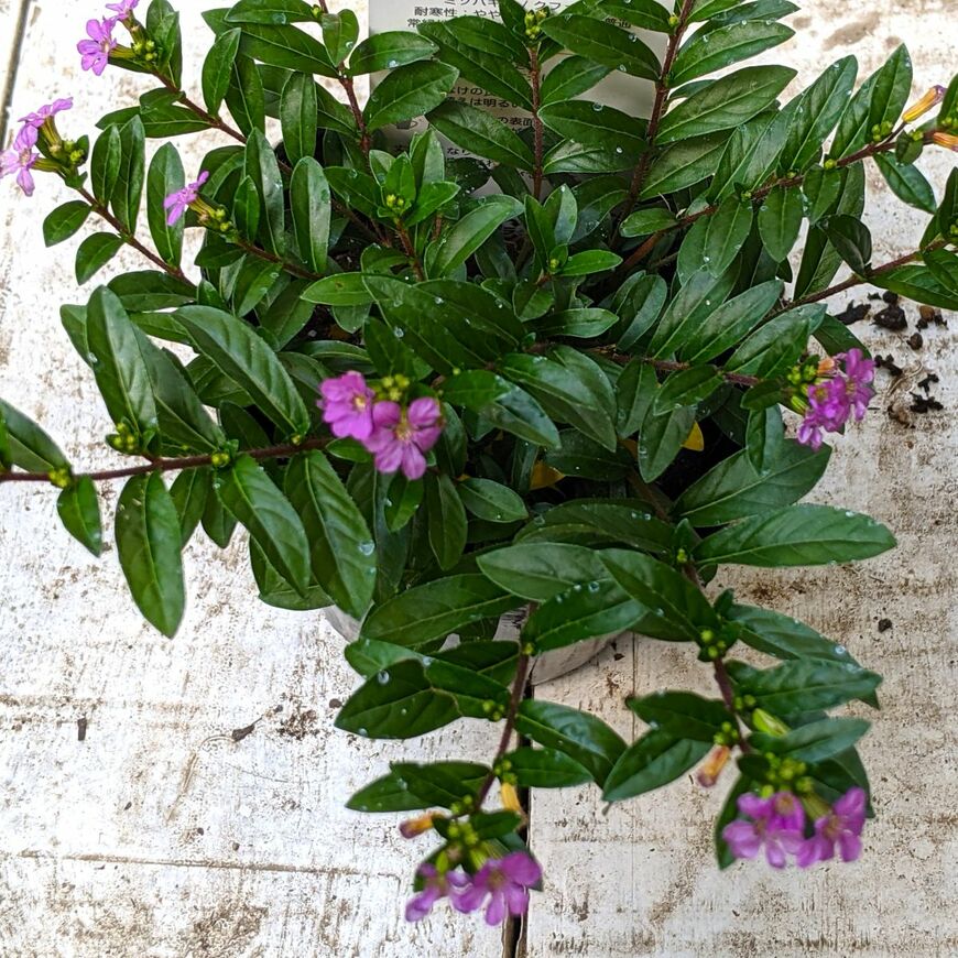 寄せ植えに使ったクフェア