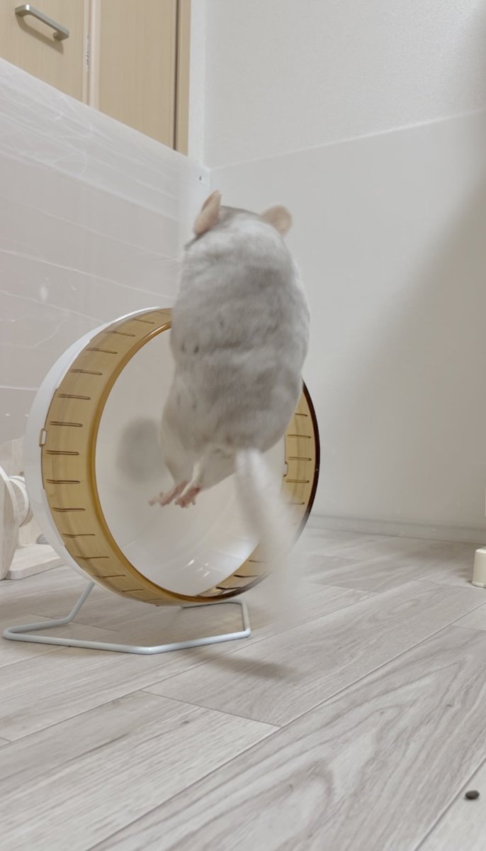 チンチラと回し車