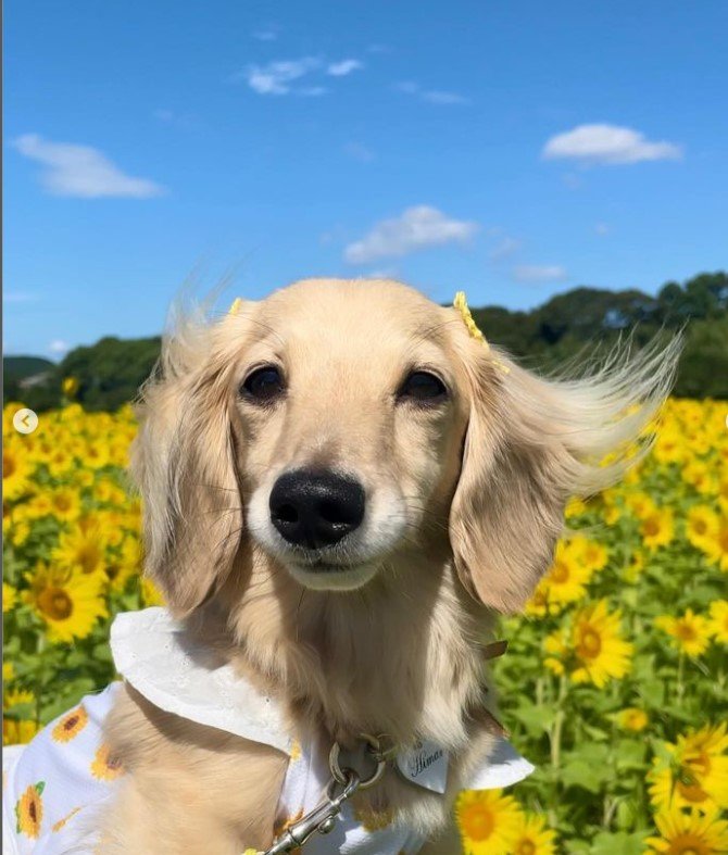 満面の笑みのひまりちゃん