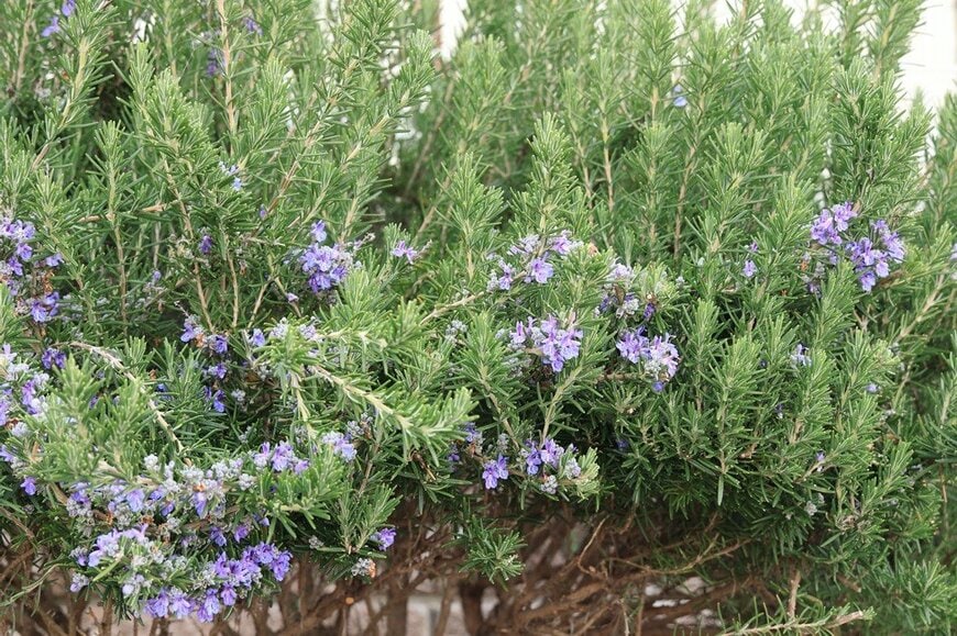 青紫の花をつけたローズマリーの木