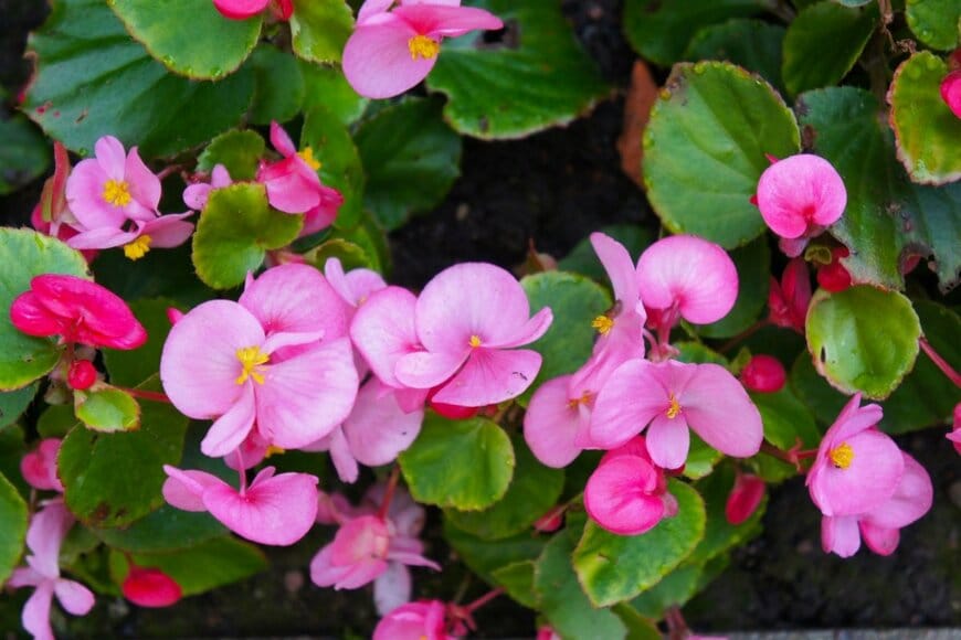 ベゴニアの花が咲いている。花の色はピンク、葉の色は濃い緑。