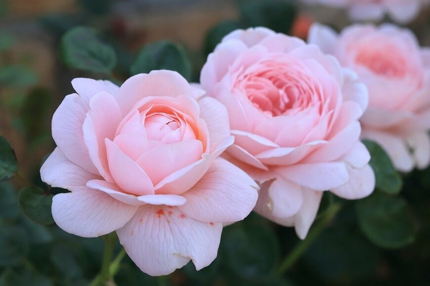 ピンクの花を咲かせている、クイーン・オブ・スウェーデン