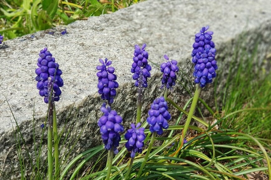 青い花を咲かせている、ムスカリ