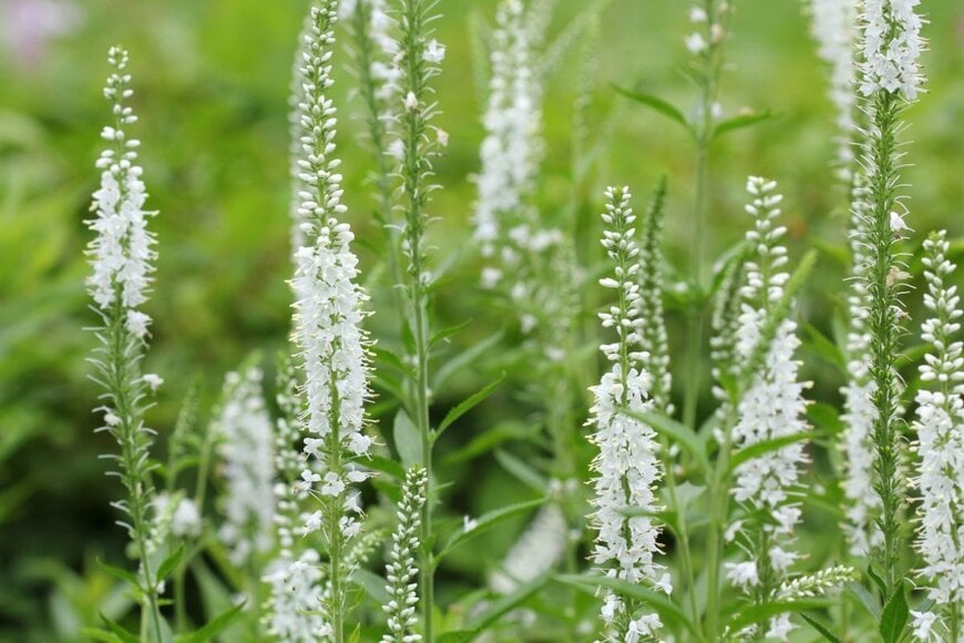 白い花を咲かせている、ベロニカ