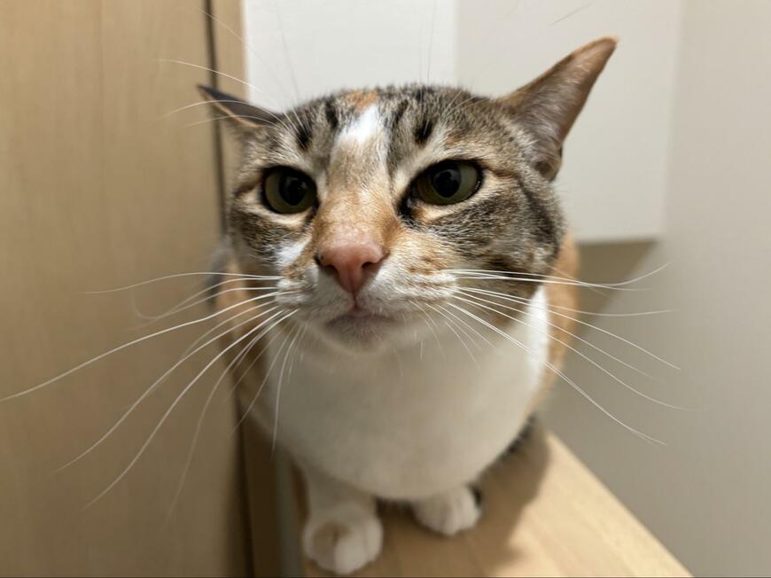 こちらを見ている猫