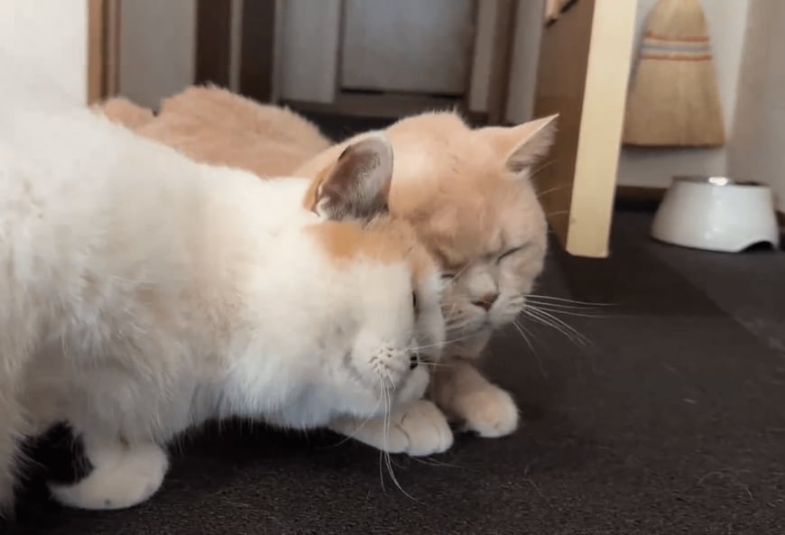 頭突きをする猫たち