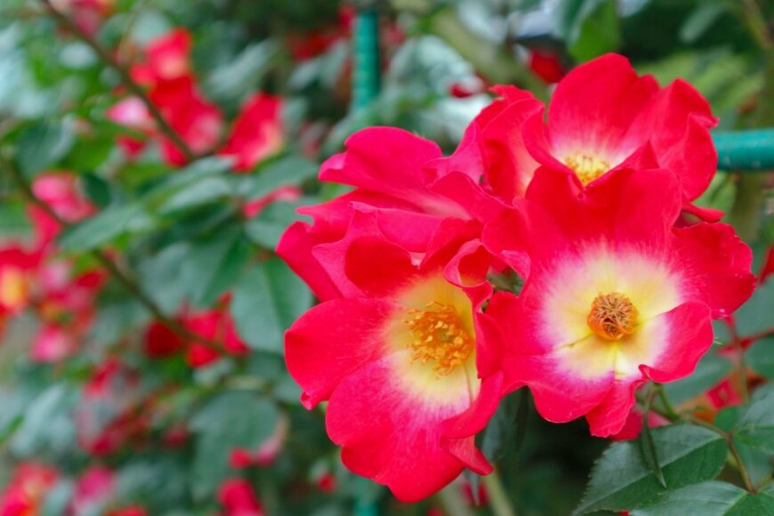 鮮やかな赤と中央部の黄色のコントラストが美しいバラ、カクテル