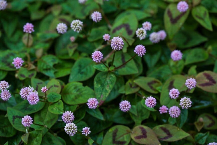 ヒメツルソバの花。小さく丸い花の色はピンク