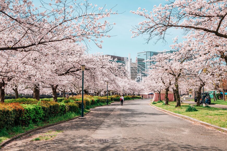 毛馬桜之宮公園の桜