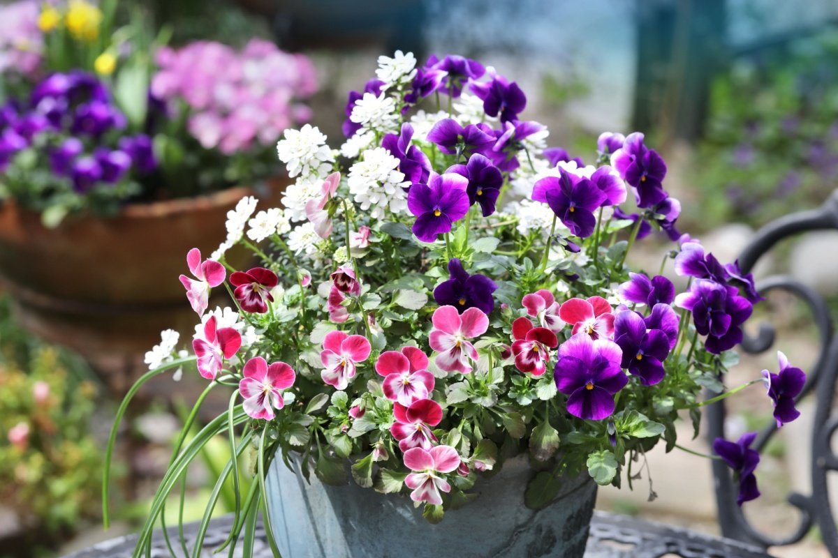 センスのいい春の寄せ植え】たった3つの植物で映える！初心者OKの