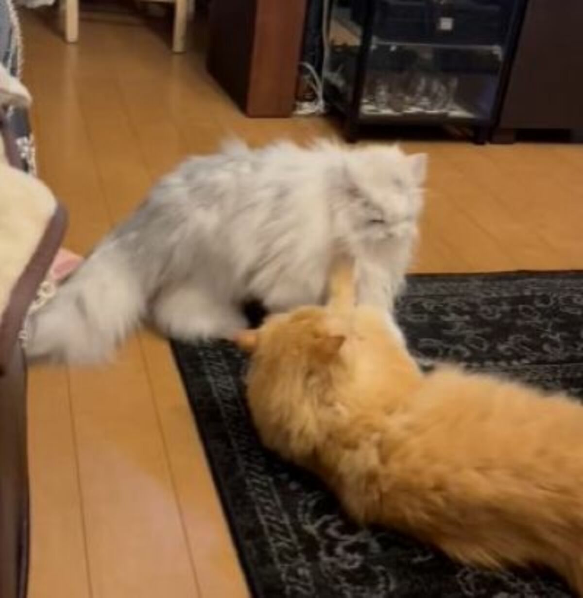 猫をブラッシングして3分後 まさかの光景にXユーザー大爆笑！ 猫