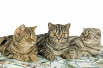 厚生年金「月16万円以上」は平均より多いか少ないか？年金振込通知書も確認【2024年度は2.7%増】