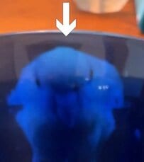 「青い鳥はここにいた...？」”幸せの青いインコ”の正体と、そこにたたずんでいた理由とは？意外な理由に驚きです