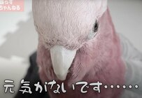 【ショックを受けるインコ】妹分インコにお気に入りのおもちゃを破壊されて呆然とするインコが切ない