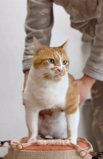 【この時期だからこそ…】元保護猫ちゃんの変身！あまりにキュートな冬スタイルに悶絶