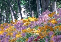 愛知県の川沿いに広がる「カラフルな花の絨毯」　見頃のリコリスが彩る風景に「キレイ」「素敵ですね」