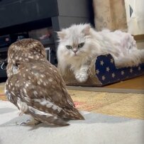【何があった？】立ち去るフクロウを目で追う猫…映画のようなワンシーンに注目が集まる