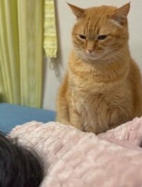 酔ったママを心配する保護猫　まさかの行動に5万いいね