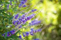植えっぱなしで一年中「いい香りの花が咲く」庭づくり！季節ごとのおすすめ多年草・庭木9選 