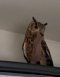 【可愛いイタズラをするフクロウ】「取ったったぞ！」と見下ろす姿が可愛すぎる！