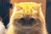 帰宅後「オヤツ買ってきたよ」と妻に報告　猫2匹のジワジワ来る反応が話題