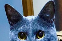 飼い主が食事中、元保護猫さんが圧倒的目力で…「信頼の目！笑」