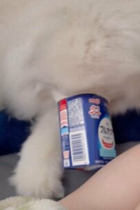 ヨーグルトの入れ物に吸い込まれる「モフモフ」…？キュートな犬の行動に笑ってしまう