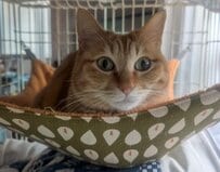 「まるでぼっちキャンプ！？」ハンモックでくつろぐ猫ちゃんの“ひとり時間”が尊すぎる