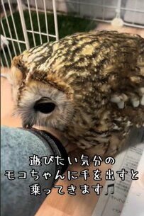【手乗りフクロウ】「よいしょっと…」飼い主さんの手のひらにちょこんと乗る姿に思わずホッコリ