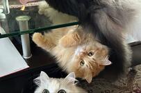 「何すかこの渋滞は…」尊き猫達のまさかの光景に1.6万いいね