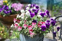 【センスのいい春の寄せ植え】たった3つの植物で映える！初心者OKのおしゃれな組み合わせ3例