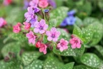 【お金をかけない庭づくり】植えっぱなしで一年中きれいな庭に！秋植えの常緑多年草・低木7選