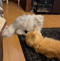 猫をブラッシングして3分後　まさかの光景にXユーザー大爆笑！