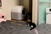 姉猫を驚かそうとする子猫の行動→「マンガのような展開」に思わず笑ってしまう